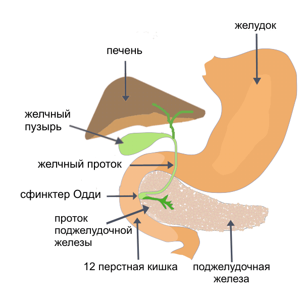 сфинктер Одди