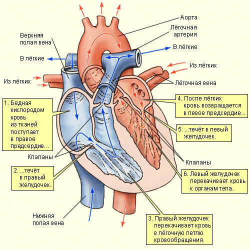 схема кровообращения в сердце