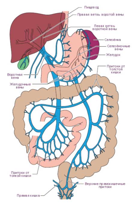 система воротной вены
