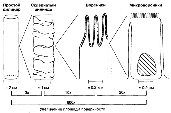 складки, ворсинки и микроворсинки кишечника