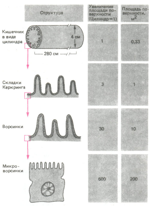 увеличение площади поверхности кишечника благодаря складкам, ворсинкам и микроворсинкам