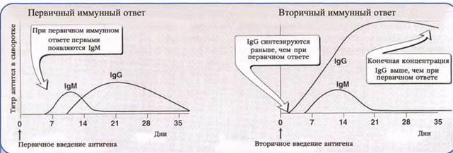 скорость образование антител при первичном и вторичном иммунном ответе