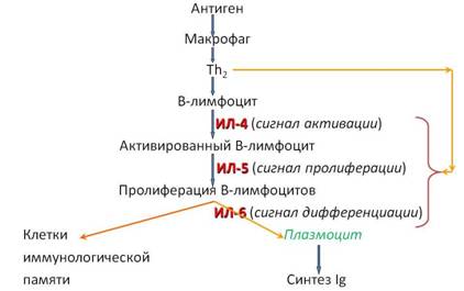 макрофаг запускает иммунный ответ