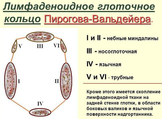 лимфоэпителиальное глоточное кольцо Пирогова–Вальдейера (схема)