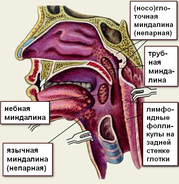 небные, трубные, носоглоточная и язычная миндалины кольца Пирогова–Вальдейера