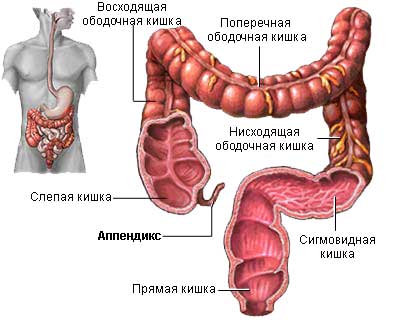 аппендикс и строение толстого кишечника