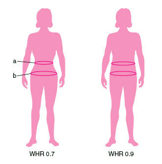 WHR (waist-to-hip ratio) = отношение окружности талии к окружности бедер (ОТ/ОБ): чем меньше, тем лучше