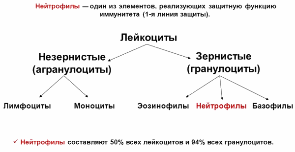 классификация лейкоцитов и нейтрофилы