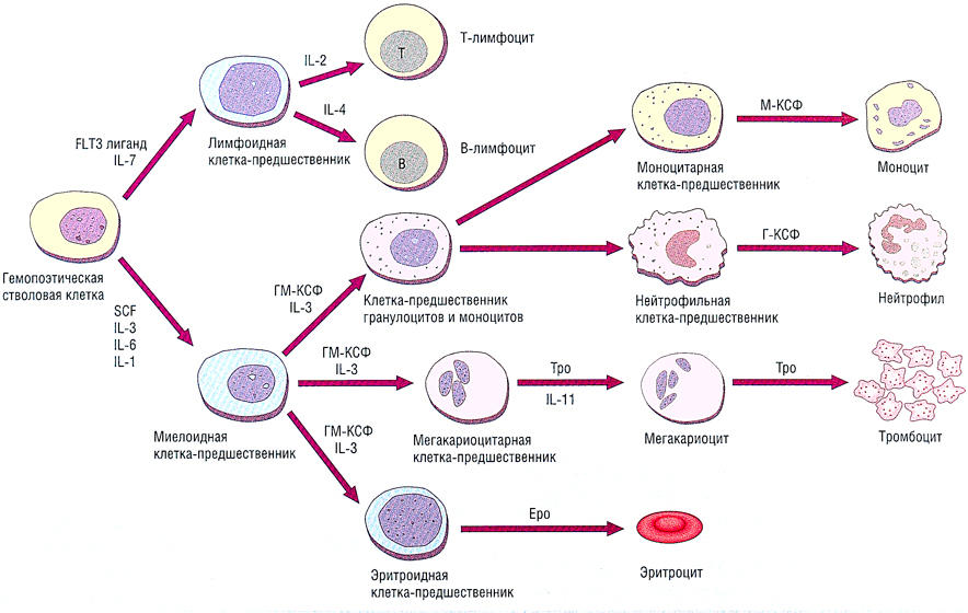 схема кроветворения