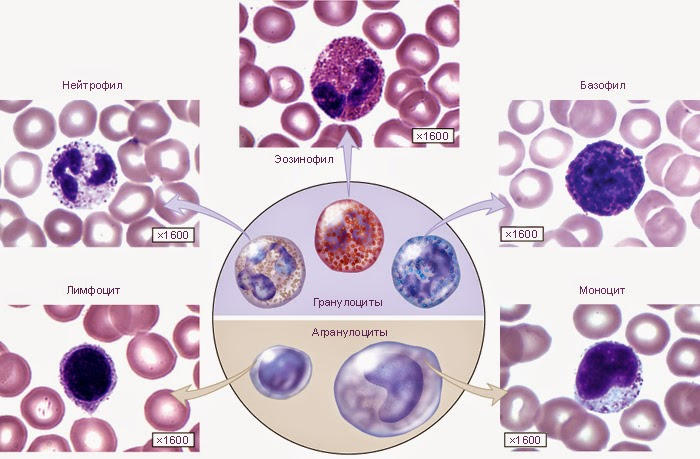 клетки крови под микроскопом