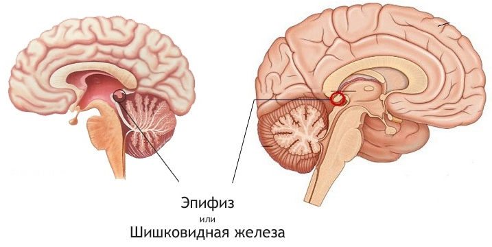 эпифиз (шишковидная железа)