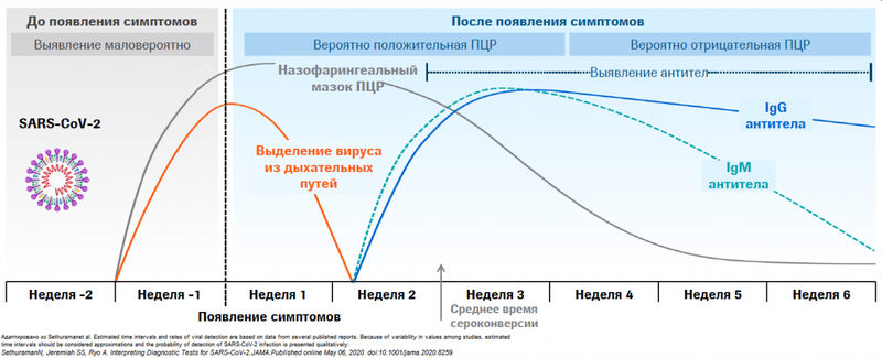 выделение коронавируса из организма больного: периоды