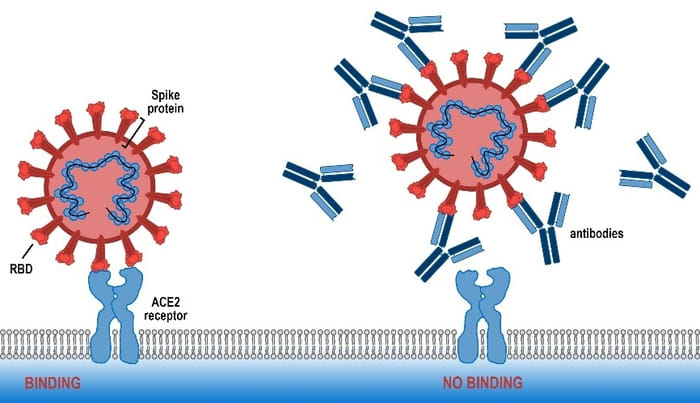 блокировка коронавируса антителами