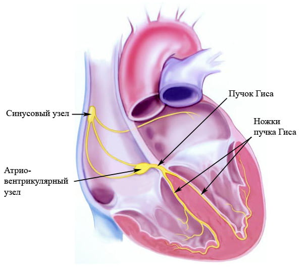 проводящая система сердца кратко