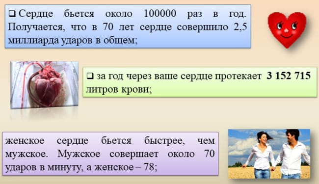 сколько раз сердце сокращается за год и в течение жизни и сколько литров крови перекачивает за год