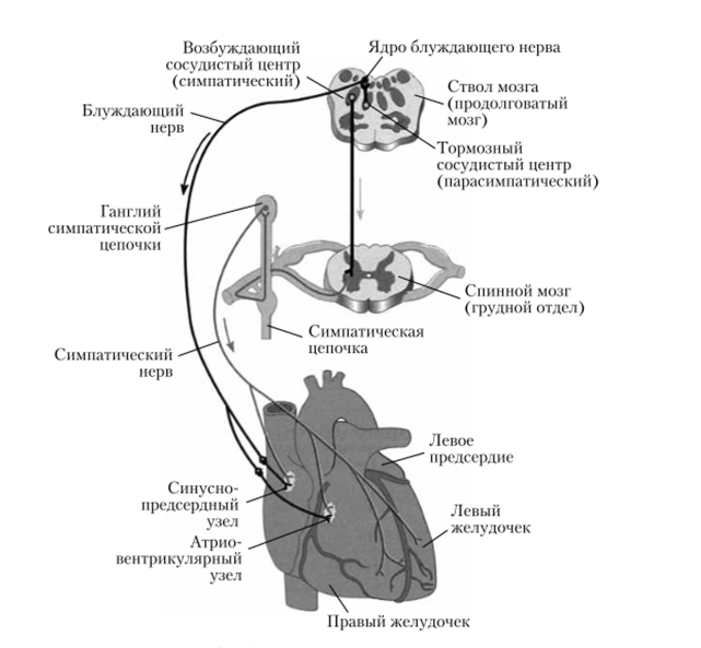 схема нервной регуляции сердца (вид спереди)