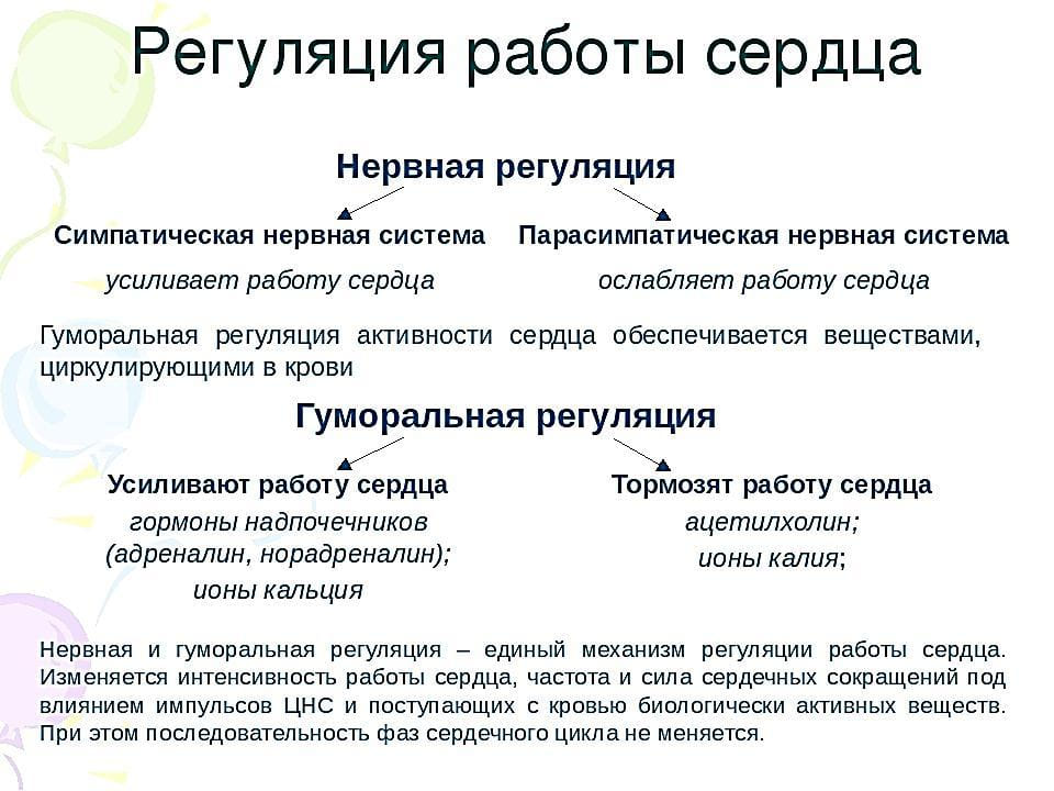 нервная и гуморальная регуляция работы сердца