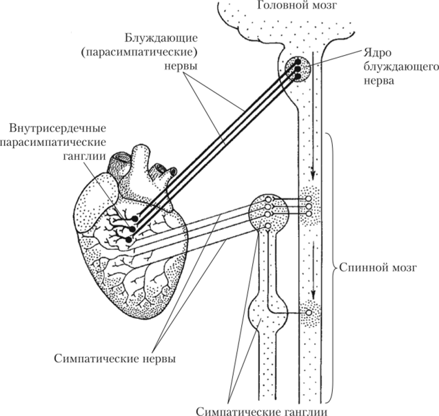 схема нервной регуляции сердца (вид сбоку)