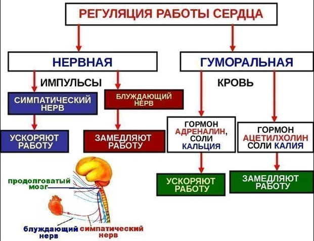 схема регуляции деятельности сердца