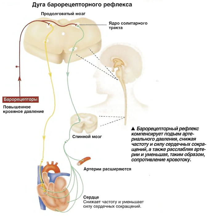 дуга барорецепторного рефлекса