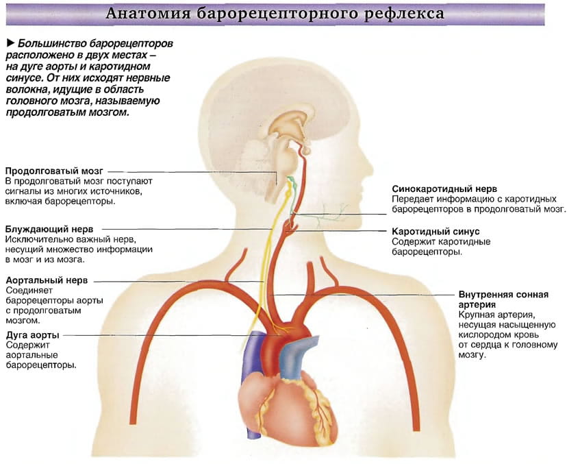 анатомия барорецепторного рефлекса