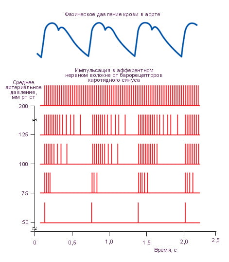 импульсация от барорецепторов каротидного синуса в зависимости от уровня артериального давления