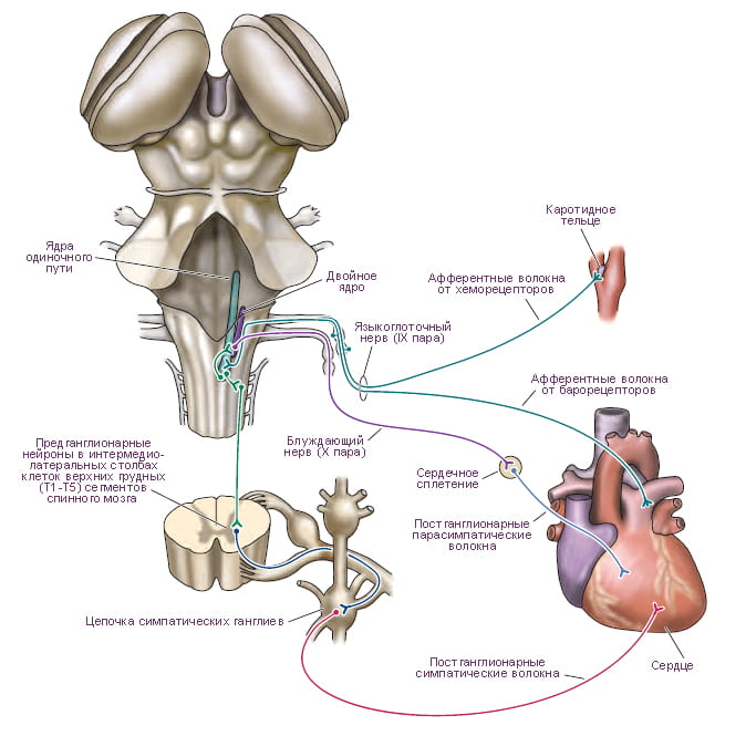регуляция работы сердца нервной системой в зависимости от уровня АД