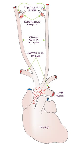 барорецепторы дуги аорты и каротидного синуса