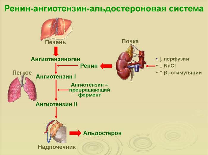 Ренин-ангиотензин-альдостероновая система (РААС) схема