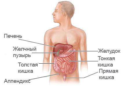 расположение органов брюшной полости