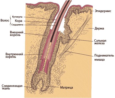 строение волоса и сальная железа