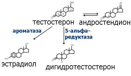 обмен (метаболизм) тестостерона