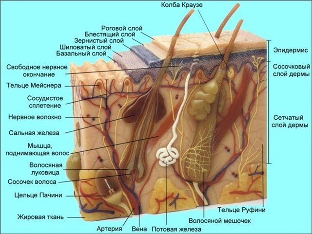 слои кожи