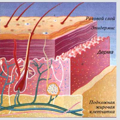слои кожи