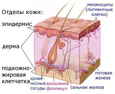 строение кожи