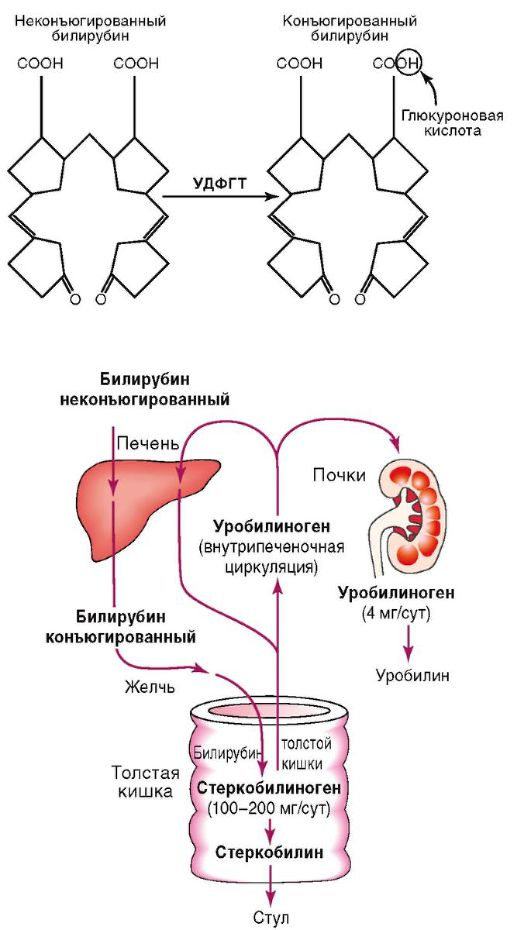 схема обмена билирубина