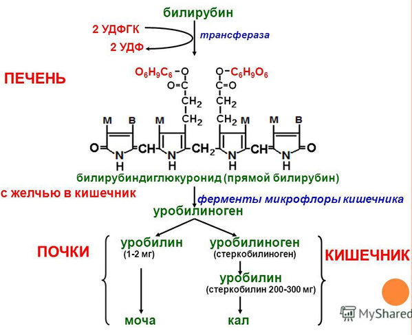 обмен билирубина в печени, почках и кишечниках