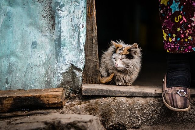 кот, бедность