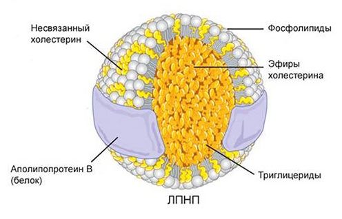 строение частицы ЛПНП