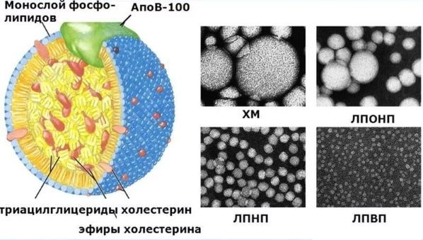 строение и размеры липопротеинов