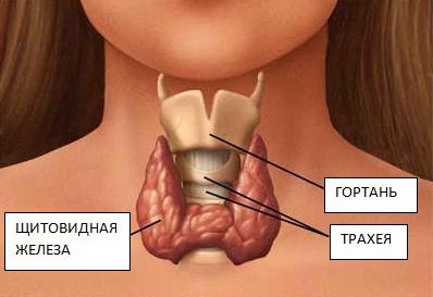 щитовидная железа