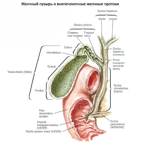 желчный пузырь и желчные протоки